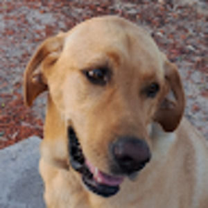 Meet your Posher, Amit